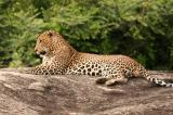 Yala National Park